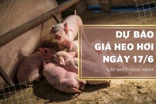 Dự báo giá heo hơi ngày 17/6: Xu hướng giảm chưa có dấu hiệu dừng lại?