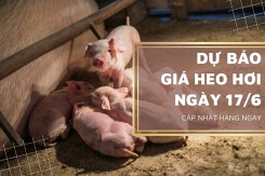Dự báo giá heo hơi ngày 17/6: Xu hướng giảm chưa có dấu hiệu dừng lại?