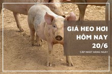 Giá heo hơi hôm nay 20/6: Không ghi nhận biến động mới