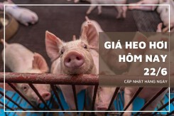 Giá heo hơi hôm nay 22/6: Giảm 1.000 - 2.000 đồng/kg tại một vài nơi