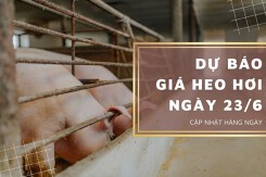 Dự báo giá heo hơi ngày 23/6: Xu hướng tăng sẽ quay trở lại tại một số địa phương?