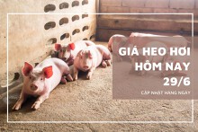 Giá heo hơi hôm nay 29/6: Tăng giảm trái chiều tại khu vực miền Nam