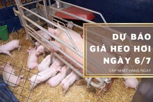 Dự báo giá heo hơi ngày 6/7: Xu hướng tăng sẽ kéo dài tại các địa phương?