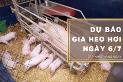 Dự báo giá heo hơi ngày 6/7: Xu hướng tăng sẽ kéo dài tại các địa phương?