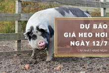 Dự báo giá heo hơi ngày 12/7: Thị trường tiếp đà phục hồi mạnh mẽ?