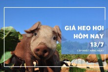 Giá heo hơi hôm nay 13/7: Tăng 1.000 - 3.000 đồng/kg trên cả nước