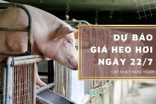 Dự báo giá heo hơi ngày 22/7: Các tỉnh thành vẫn tiếp tục tăng?