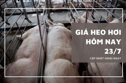 Giá heo hơi hôm nay 23/7: Tăng giảm trái chiều từ 1.000 đồng/kg đến 4.000 đồng/kg