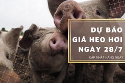Dự báo giá heo hơi ngày 28/7: Thị trường vẫn sẽ kéo dài đà giảm sâu?