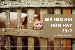 Giá heo hơi hôm nay 29/7: Tiếp đà giảm thêm 1.000 - 2.000 đồng/kg