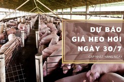 Dự báo giá heo hơi ngày 30/7: Đà giảm vẫn duy trì tại nhiều nơi?