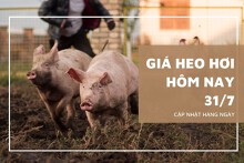 Giá heo hơi hôm nay 31/7: Cả ba miền duy trì đà giảm sâu trong tuần tiếp?