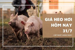 Giá heo hơi hôm nay 31/7: Cả ba miền duy trì đà giảm sâu trong tuần tiếp?