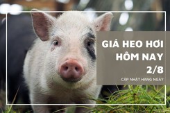 Giá heo hơi hôm nay 2/8: Giảm cao nhất 5.000 đồng/kg