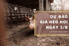 Dự báo giá heo hơi ngày 3/8: Xu hướng giảm sẽ duy trì tại một vài nơi?