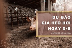 Dự báo giá heo hơi ngày 3/8: Xu hướng giảm sẽ duy trì tại một vài nơi?