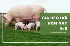 Giá heo hơi hôm nay 6/8: Tăng giảm trái chiều không quá 6.000 đồng/kg
