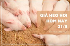 Giá heo hơi hôm nay 21/5: Đi ngang tại khu vực miền Bắc và miền Trung, Tây Nguyên