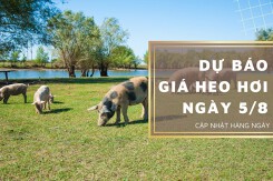 Dự báo giá heo hơi ngày 5/8: Một vài địa phương duy trì đà giảm?