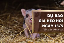 Dự báo giá heo hơi ngày 13/5: Thị trường có tiếp tục tăng giảm trái chiều?