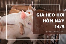 Giá heo hơi hôm nay 14/5: Tăng rải rác tại nhiều nơi trên cả nước