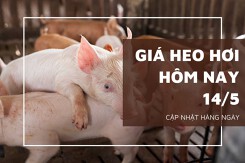 Giá heo hơi hôm nay 14/5: Tăng rải rác tại nhiều nơi trên cả nước