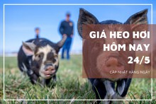 Giá heo hơi hôm nay 24/5: Miền Nam điều chỉnh từ 1.000 đồng/kg đến 2.000 đồng/kg