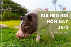 Giá heo hơi hôm nay 26/5: Tăng rải rác trên toàn quốc, cao nhất là 60.000 đồng/kg