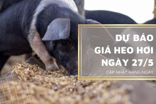 Dự báo giá heo hơi ngày 27/5: Ba miền sẽ tiếp tục điều chỉnh tăng trong ngày mai?