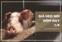 Giá heo hơi hôm nay 1/6: Điều chỉnh 2.000 đồng/kg ở một số tỉnh thành thuộc miền Nam