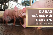 Dự báo giá heo hơi ngày 2/6: Giá thu mua có tiếp tục biến động trong thời gian tới?