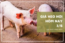 Giá heo hơi hôm nay 3/6: Một số địa phương quay đầu tăng 1.000 đồng/kg