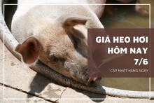 Giá heo hơi hôm nay 7/6: Giảm nhẹ tại khu vực miền Nam