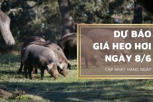 Dự báo giá heo hơi ngày 8/6: Nhiều tỉnh thành sẽ tiếp tục có giá đi ngang?