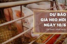 Dự báo giá heo hơi ngày 10/6: Giá thu mua sẽ biến động nhẹ vào ngày mai?