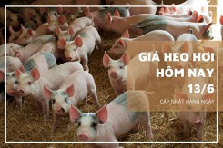Giá heo hơi hôm nay 13/6: Đi ngang tại nhiều địa phương trong phiên đầu tuần