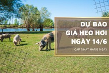 Dự báo giá heo hơi ngày 14/6: Thị trường sẽ biến động nhẹ vào ngày mai?