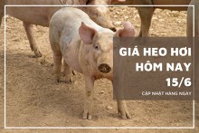 Giá heo hơi hôm nay 15/6: Biến động rải rác tại một vài nơi