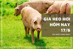 Giá heo hơi hôm nay 17/6: Giao dịch trong khoảng 53.000 - 58.000 đồng/kg