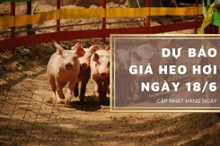 Dự báo giá heo hơi ngày 18/6: Thị trường sẽ điều chỉnh giảm trong ngày mai?