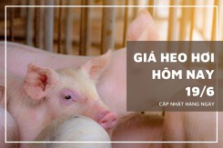 Giá heo hơi hôm nay 19/6: Xu hướng tăng - giảm trái chiều sẽ còn tiếp diễn trong tuần tới?