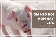 Giá heo hơi hôm nay 21/6: Giá thu mua đi ngang trên diện rộng