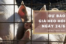Dự báo giá heo hơi ngày 24/6: Đà tăng - giảm trái chiều liệu có dừng lại?