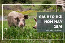 Giá heo hơi hôm nay 25/6: Một vài tỉnh thành tăng nhẹ trở lại