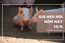Giá heo hơi hôm nay 30/6: Nhiều tỉnh thành điều chỉnh tăng 1.000 - 2.000 đồng/kg