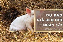 Dự báo giá heo hơi ngày 1/7: Ba miền sẽ tiếp tục điều chỉnh tăng trong ngày mai?