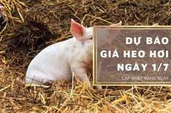 Dự báo giá heo hơi ngày 1/7: Ba miền sẽ tiếp tục điều chỉnh tăng trong ngày mai?