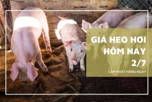 Giá heo hơi hôm nay 2/7: Tăng 1.000 - 5.000 đồng/kg ở một vài nơi