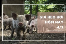 Giá heo hơi hôm nay 4/7: Một vài tỉnh miền Nam điều chỉnh giảm 1.000 đồng/kg