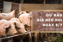 Dự báo giá heo hơi ngày 5/7: Giá thu mua có tiếp tục đi ngang trên diện rộng?
